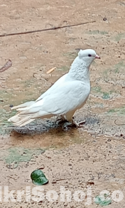 কবুতর বিক্রি হবে